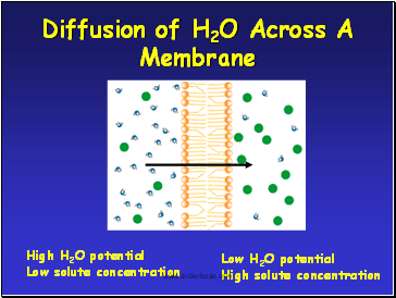 Diffusion of H2O Across A Membrane