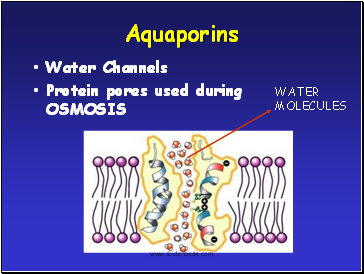 Aquaporins