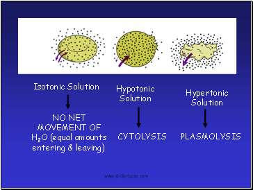 Isotonic Solution