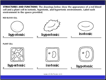 hypotonic