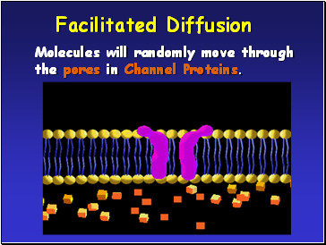 Facilitated Diffusion