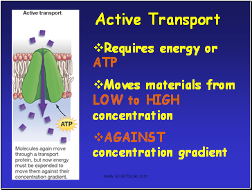 Active Transport