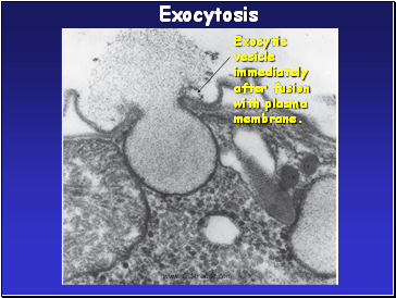 Exocytosis