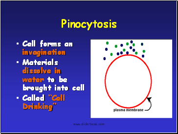 Pinocytosis