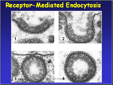 Receptor-Mediated Endocytosis