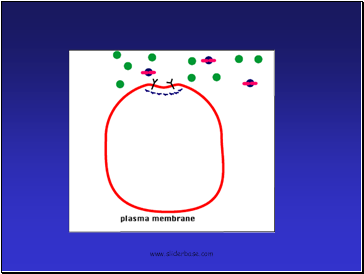 Carrier Proteins