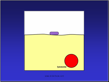 Plasma Membrane-Gateway to the Cell