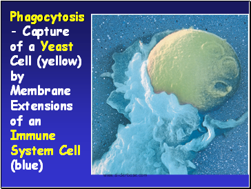 Phagocytosis - Capture of a Yeast Cell (yellow) by Membrane Extensions of an Immune System Cell (blue)