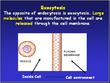 Exocytosis The opposite of endocytosis is exocytosis. Large molecules that are manufactured in the cell are released through the cell membrane.