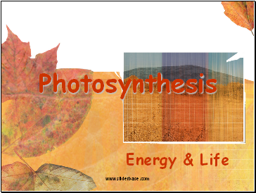 Photosynthesis