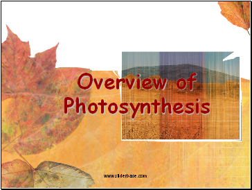 Overview of Photosynthesis