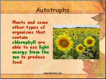 Autotrophs