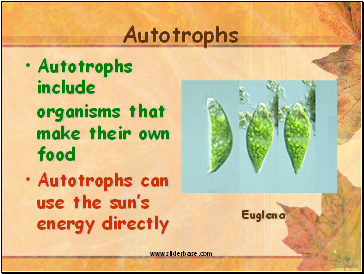 Autotrophs