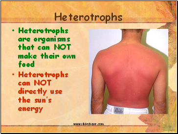 Heterotrophs