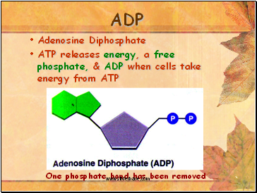 ADP