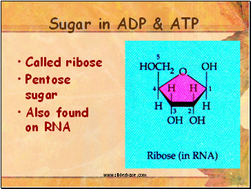 Sugar in ADP & ATP