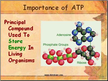 Importance of ATP