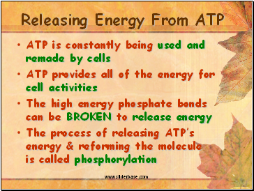 Releasing Energy From ATP