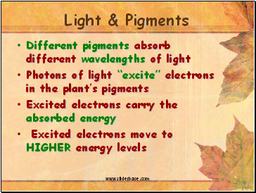 Light & Pigments