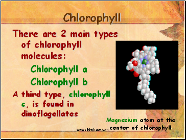 Chlorophyll