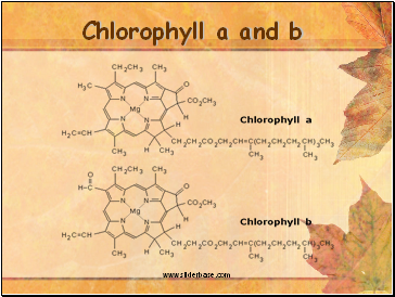 Chlorophyll a and b