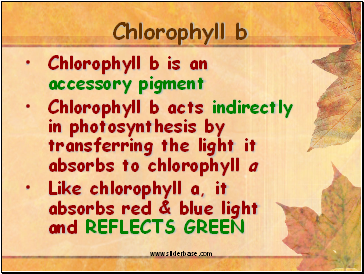 Chlorophyll b