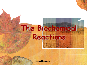 The Biochemical Reactions