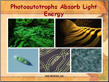 Photoautotrophs Absorb Light Energy