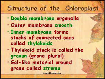 Structure of the Chloroplast