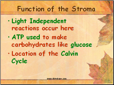 Function of the Stroma