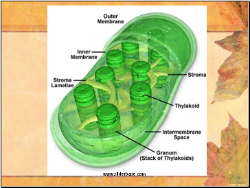 Function of the Stroma