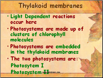 Thylakoid membranes