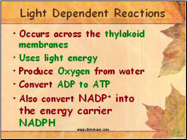 Light Dependent Reactions