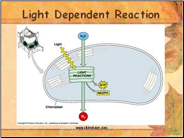 Light Dependent Reaction