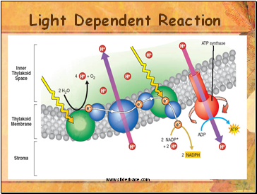 Light Dependent Reaction