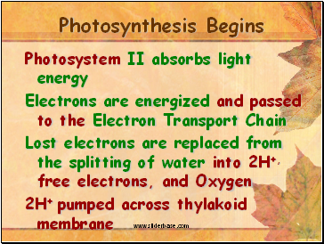 Photosynthesis Begins