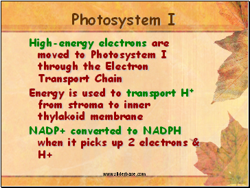 Photosystem I