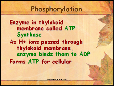 Phosphorylation
