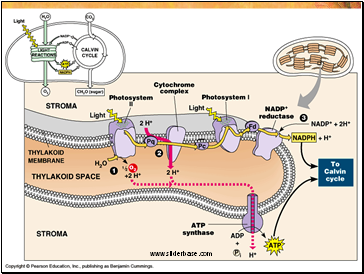 Phosphorylation