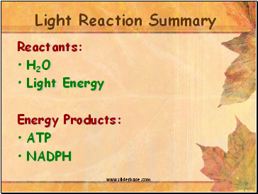 Light Reaction Summary