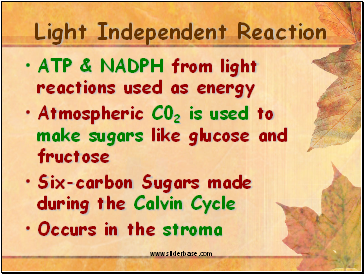 Light Independent Reaction