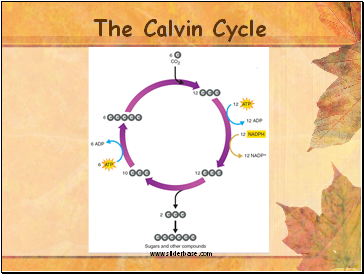 The Calvin Cycle