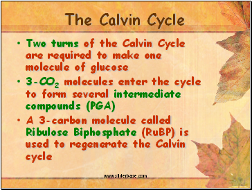 The Calvin Cycle