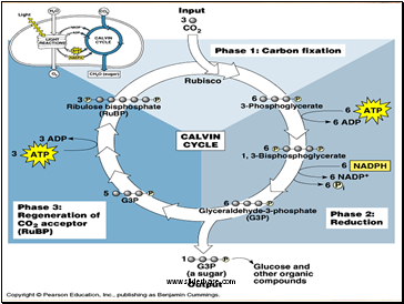 The Calvin Cycle