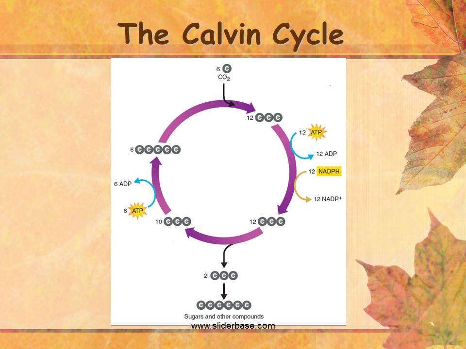 Цикл кальвина в хлоропластах. Цикл Кальвина схема. Цикл Кальвина рисунок. Цикл Кальвина в фотосинтезе схема.