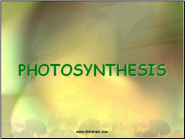 Photosynthesis