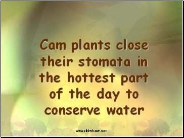 Cam plants close their stomata in the hottest part of the day to conserve water
