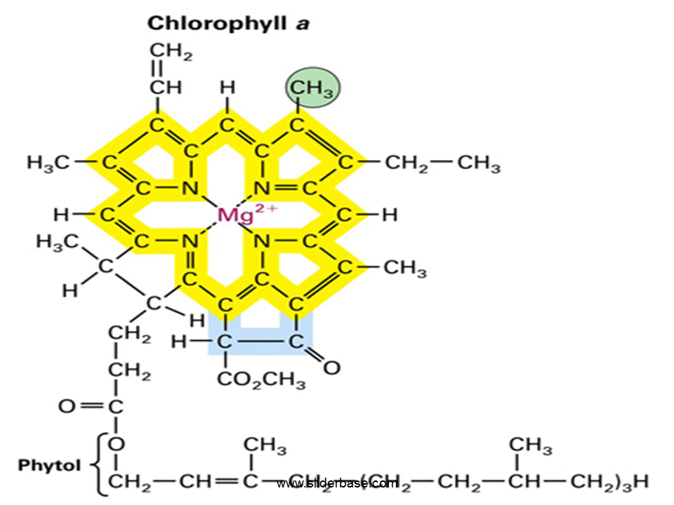 Окисление хлорофилла. Хлорофилл. Молекула хлорофилла. Хлорофилл c. Хлорофилл формула химическая.