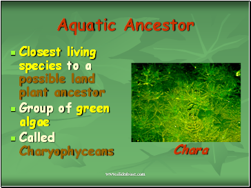 Aquatic Ancestor