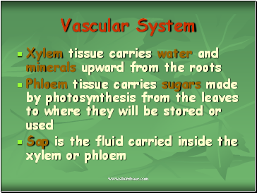 Vascular System